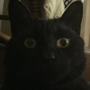 Meet your Posher, Priscilla